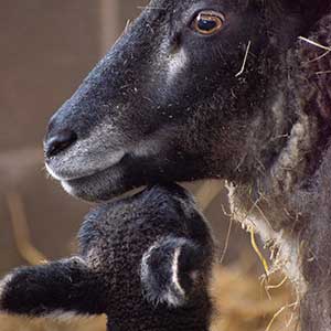 Coloured Ryland sheep at Beili Glas Farm, Monmouthshire, Wales