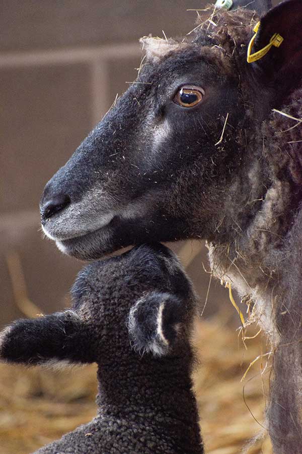 Native breed sheep suppliers