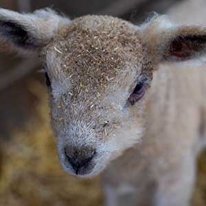 Shropshire lamb at Beili Glas Farm, Monmouthshire, Wales