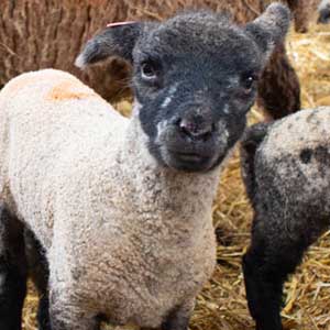 Shropshire lamb at Beili Glas Farm, Monmouthshire, Wales