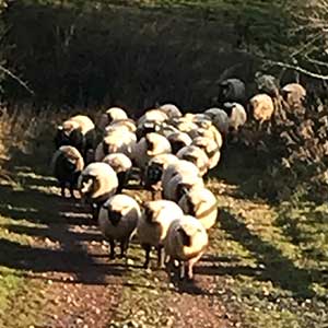 Sheep at Beili Glas Farm, Monmouthshire, Wales