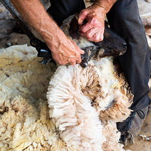 Sheep shearing at Beili Glas Farm, Monmouthshire, Wales