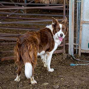 Sheep dog at Beili Glas Farm, Monmouthshire, Wales