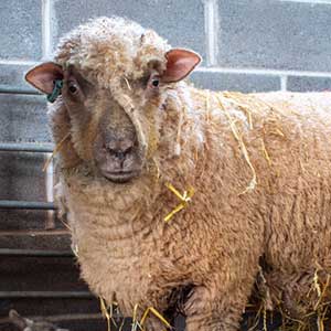 Shropshire sheep breeding at Beili Glas Farm, Monmouthshire, Wales