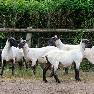 Shorn sheep at Beili Glas Farm, Monmouthshire, Wales