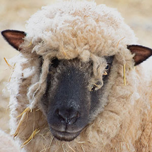 Native breed sheep, grafted fruit trees and Cricket Bat Willow trees supplied by Beili Glas in 
Monmouthshire, Wales