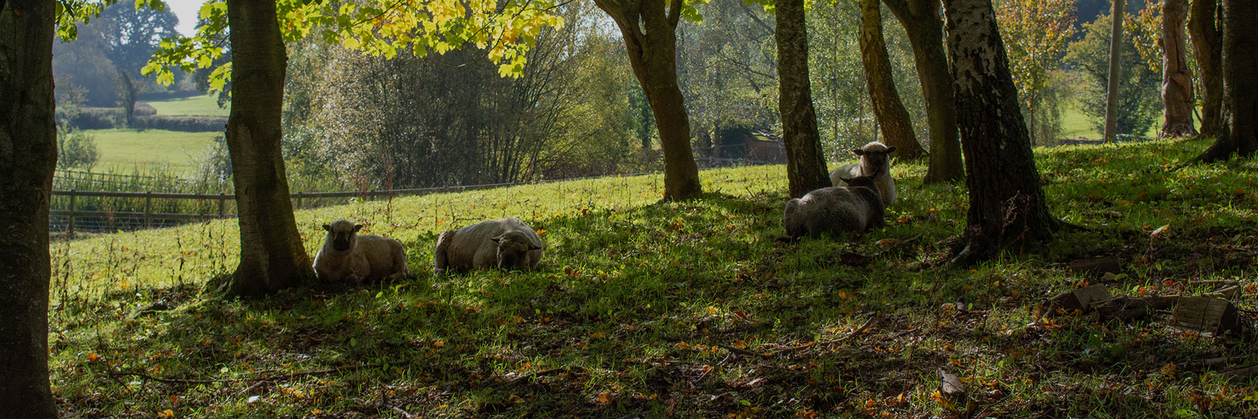 Beili Glas Shropshire Sheep