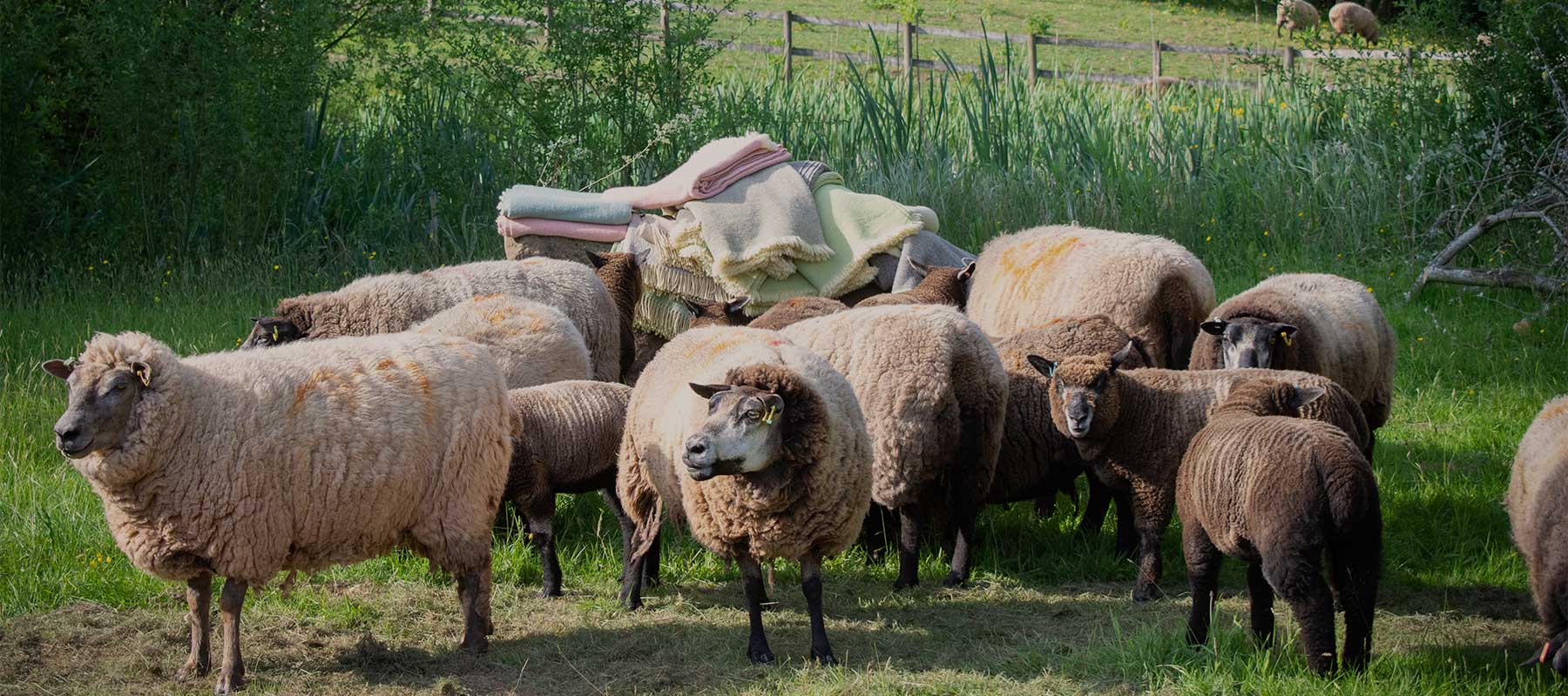 Natural wool blankets, rugs  and scarves made from Shropshire sheep at Beili Glas in Monmouthshire, Wales